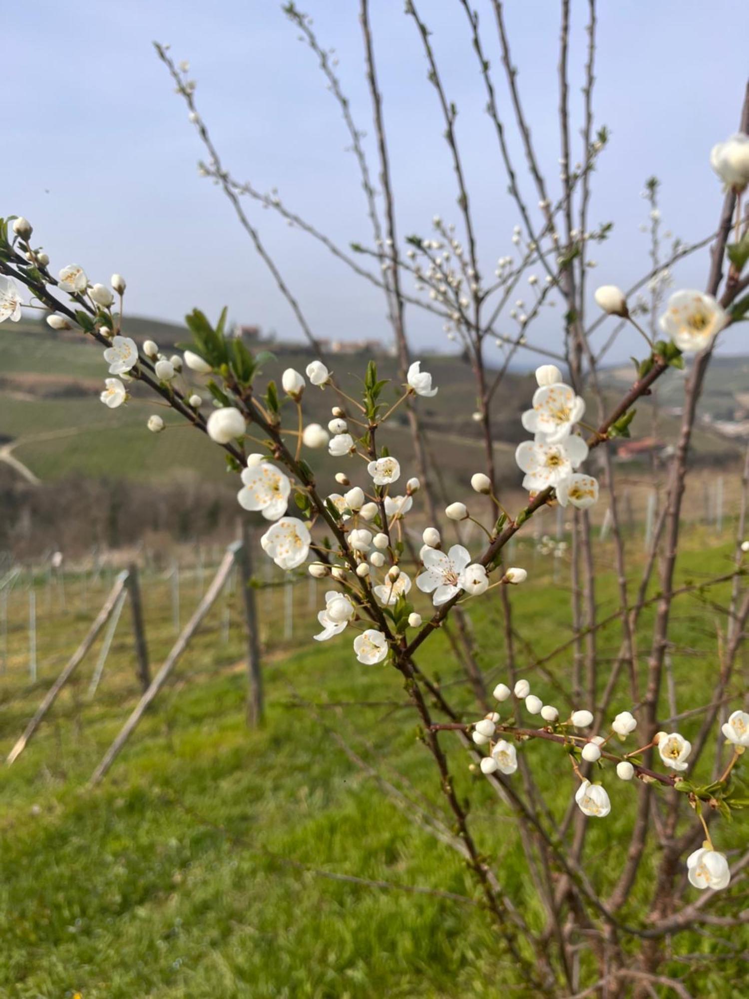 Le Cornici - Cascina Di Charme Hotel Diano dʼAlba Kültér fotó
